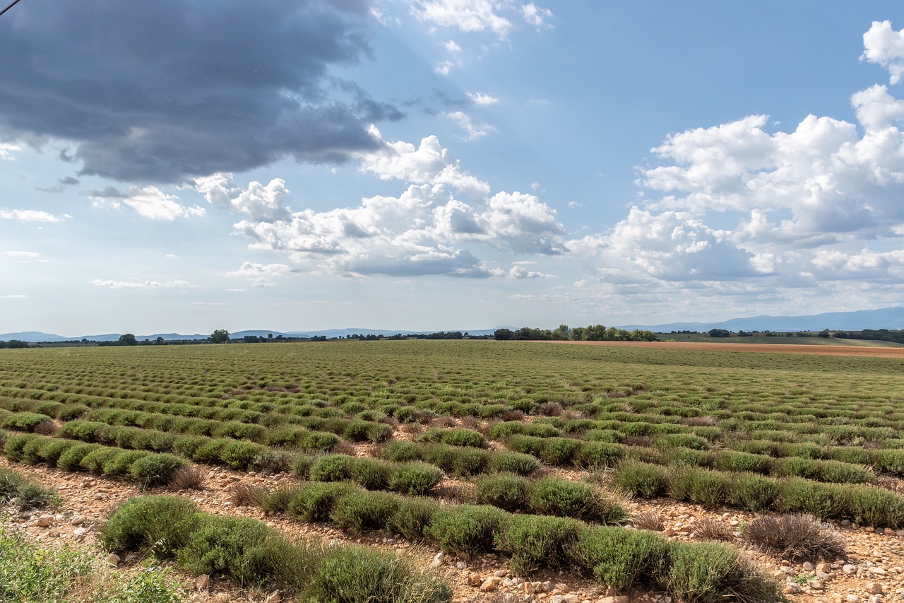 lavender  field  plants free photo