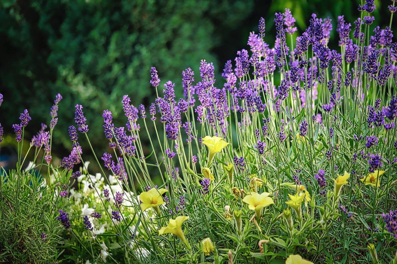 lavender  flowers  violet free photo