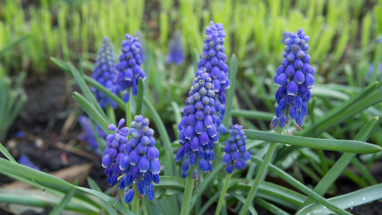 lavender  travel  spring free photo