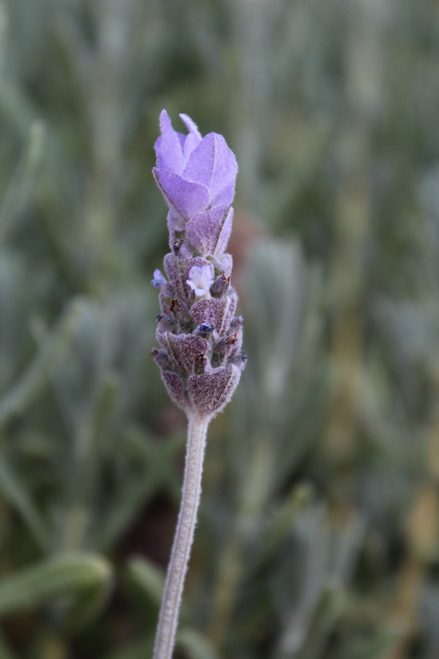 lavender  flower  purple free photo