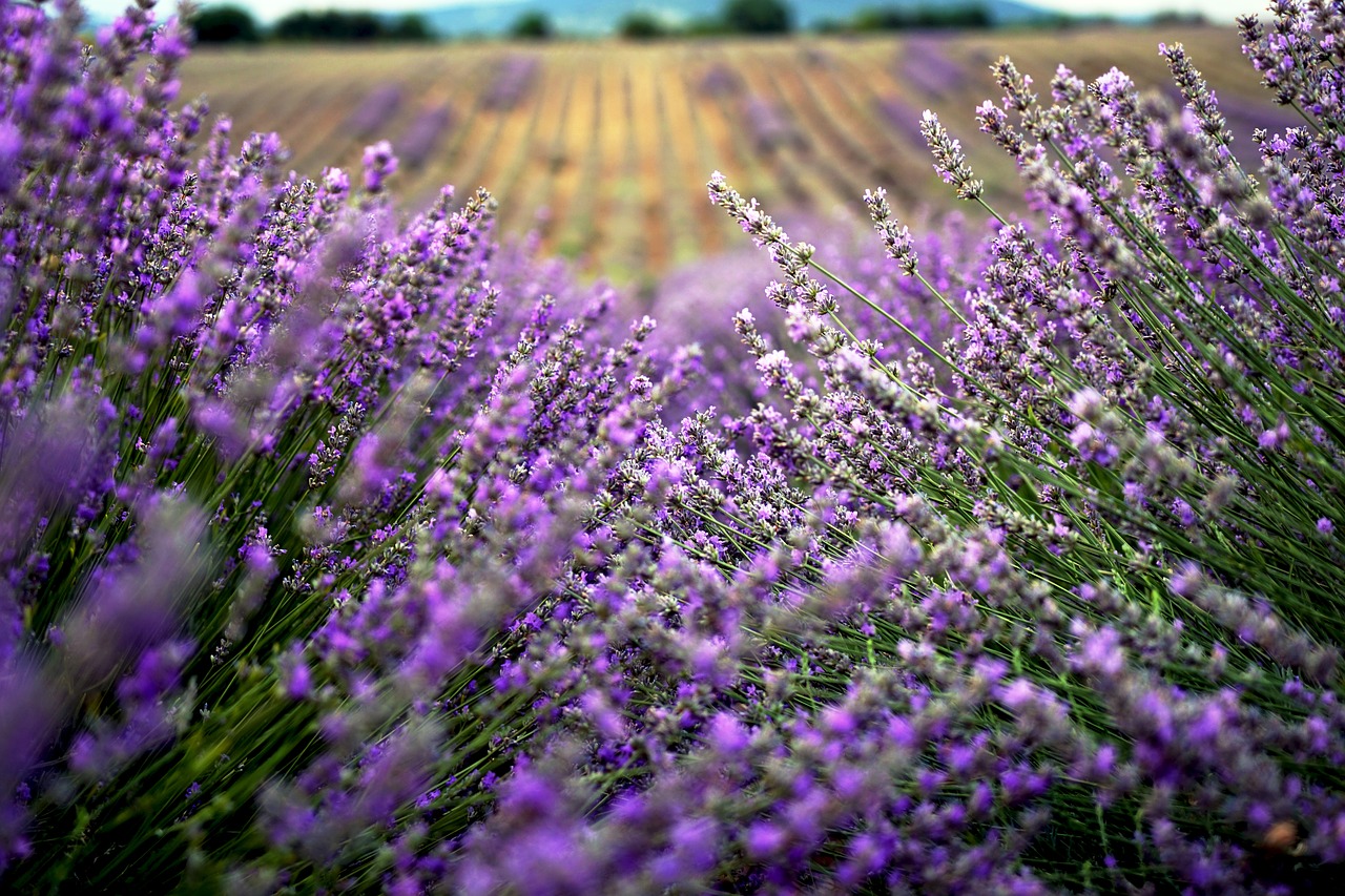 lavender  field  in free photo