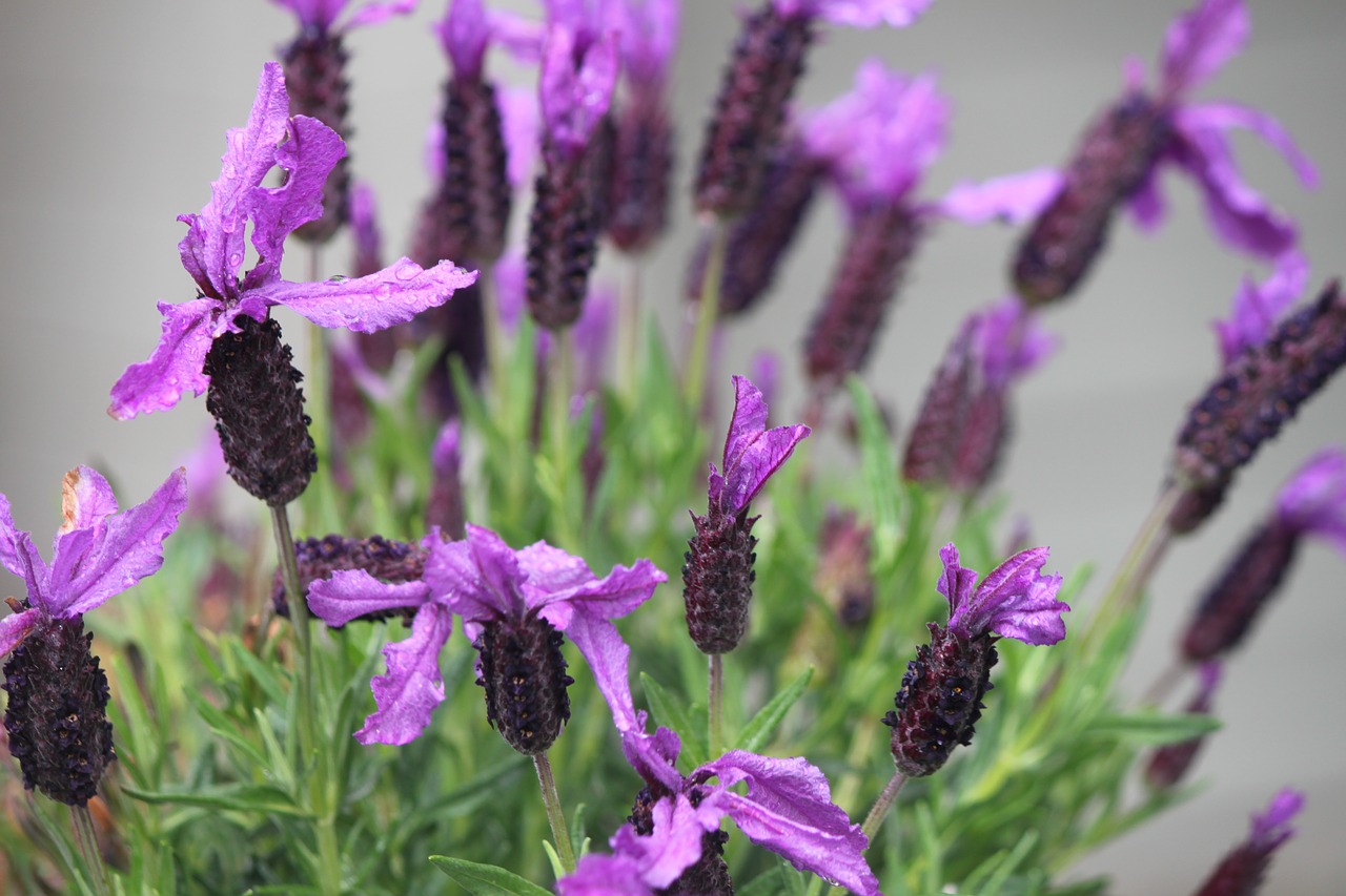 lavender  flower  spring free photo