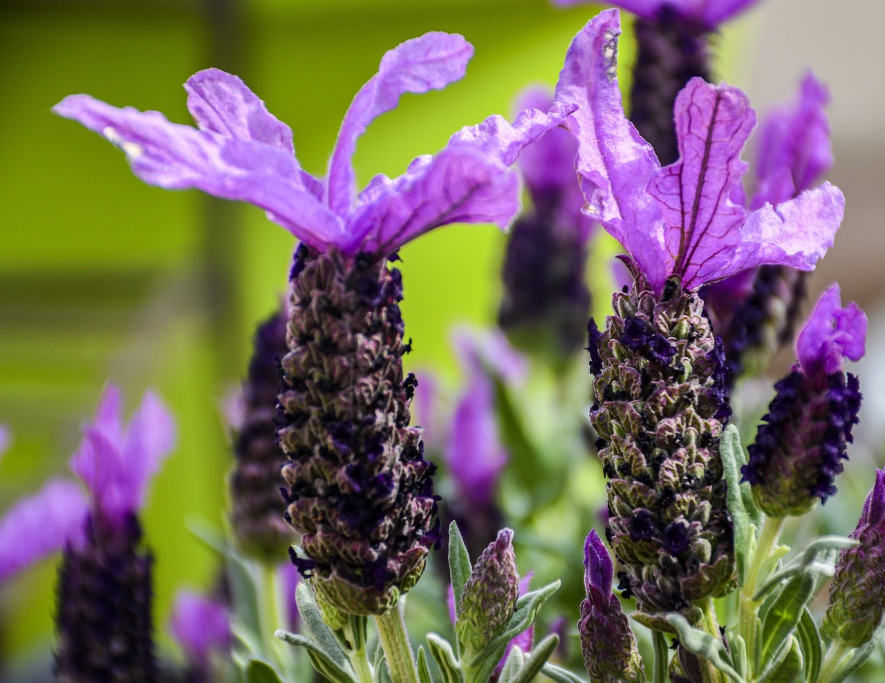 lavender  spanish  flowers free photo