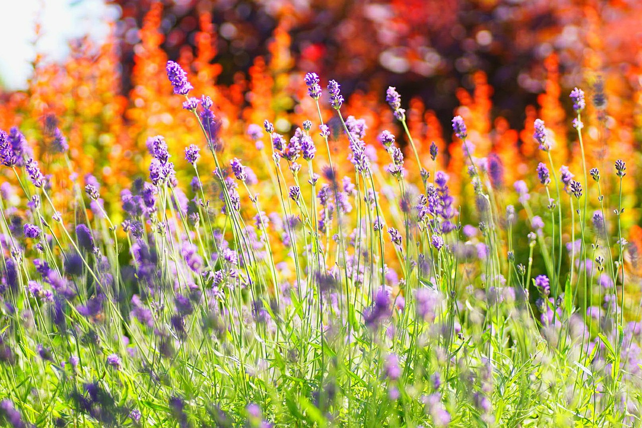 lavender  summer  flowers free photo