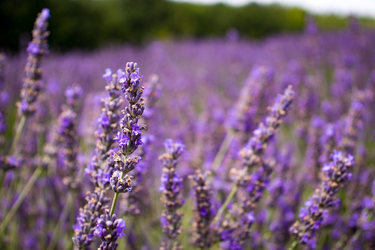 lavender  provence  purple free photo