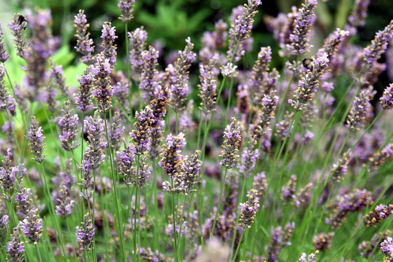 lavender flowers lavender flowers free photo