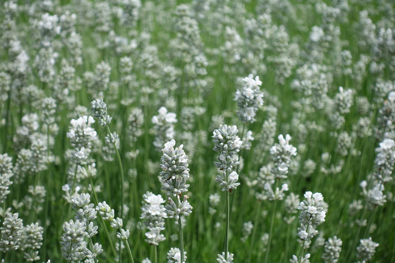 lavender  white lavender  flowers free photo