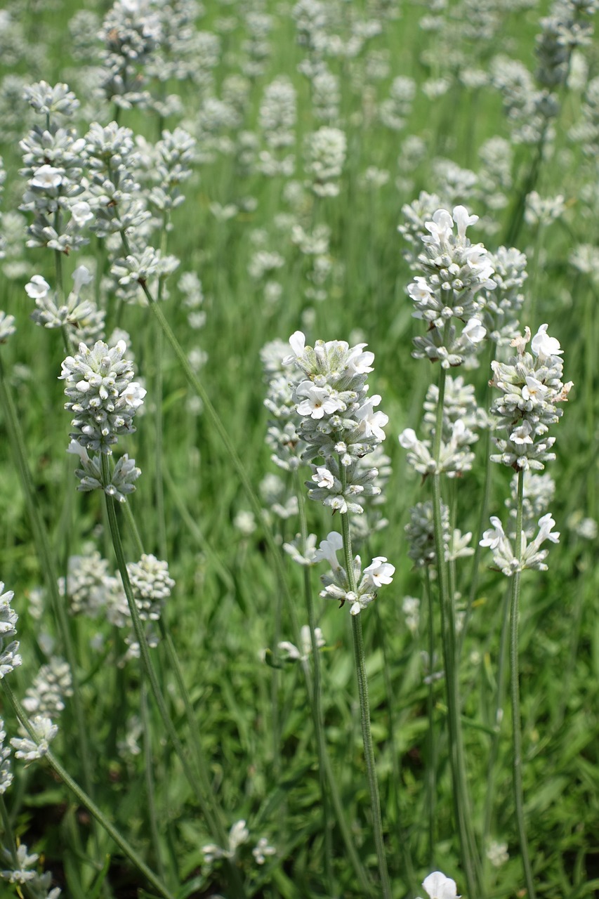 lavender  white lavender  flowers free photo