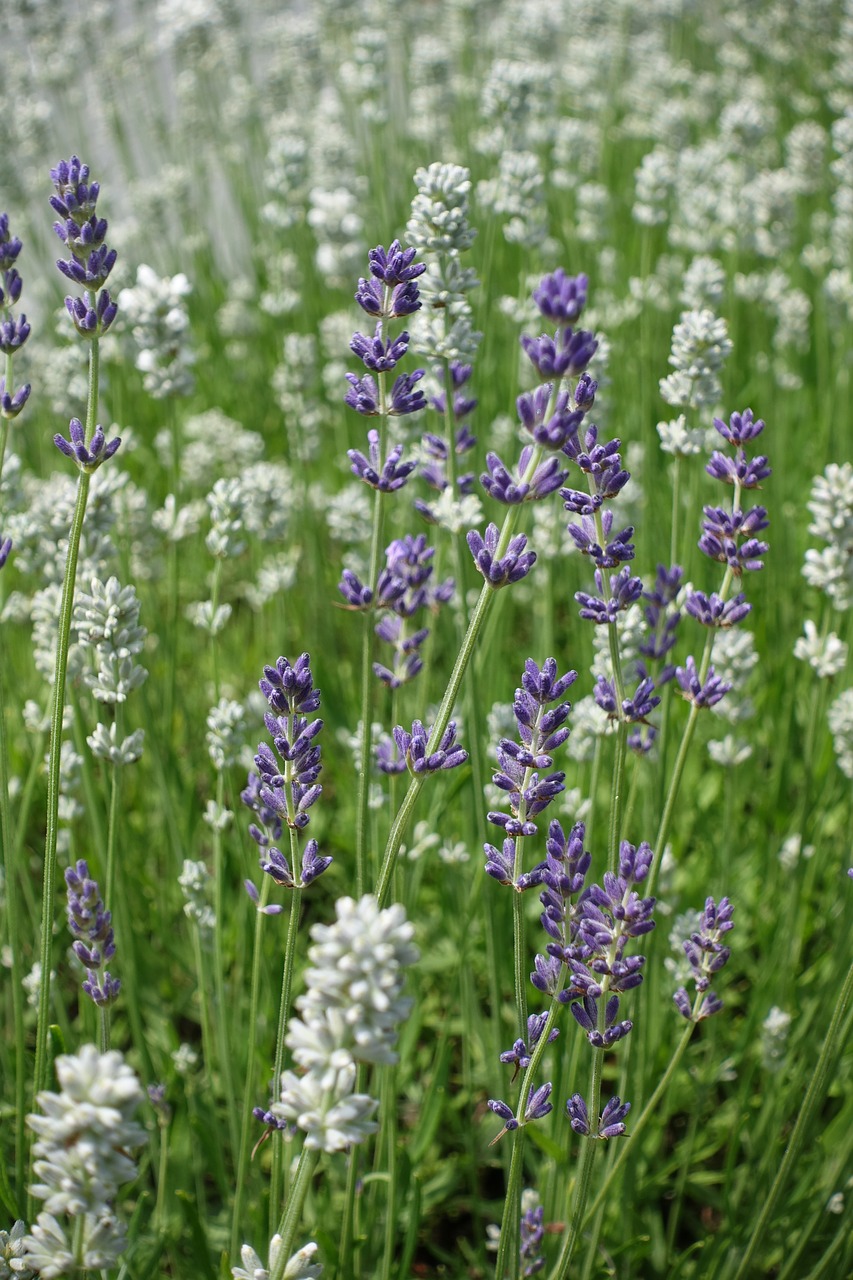 lavender  white lavender  flowers free photo