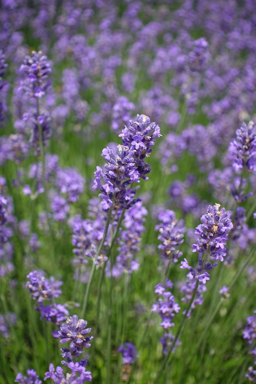 lavender  flowers  lavender field free photo