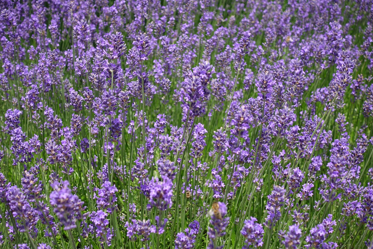 lavender  flowers  lavender field free photo