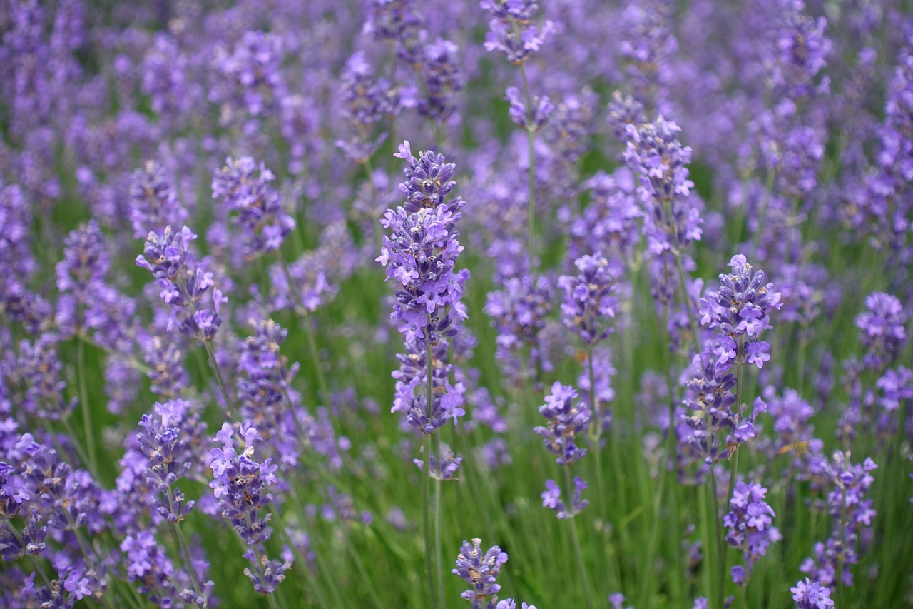 lavender  flowers  lavender field free photo
