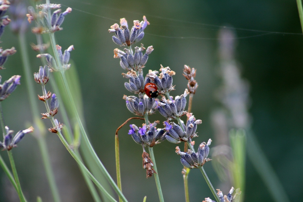 lavender  ladybug  insect free photo