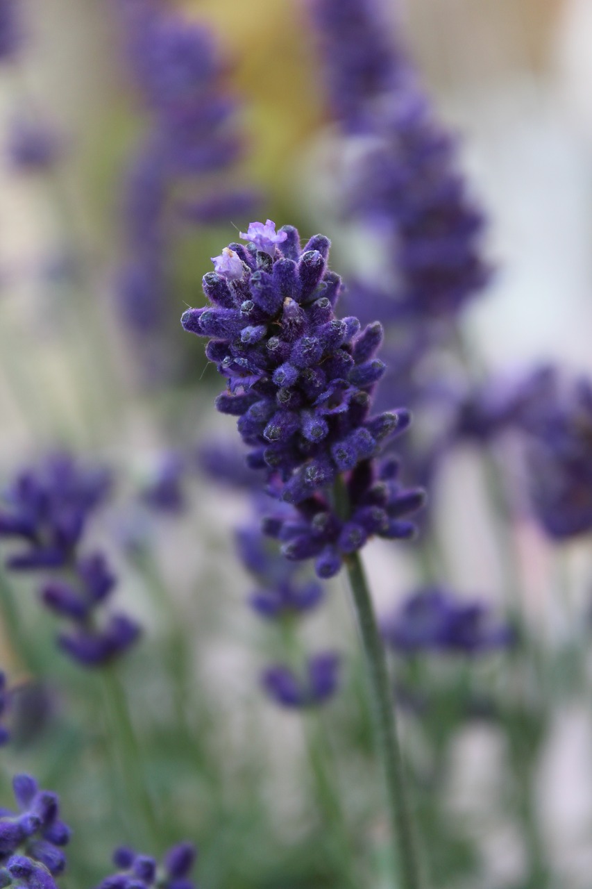 lavender  plant  purple free photo