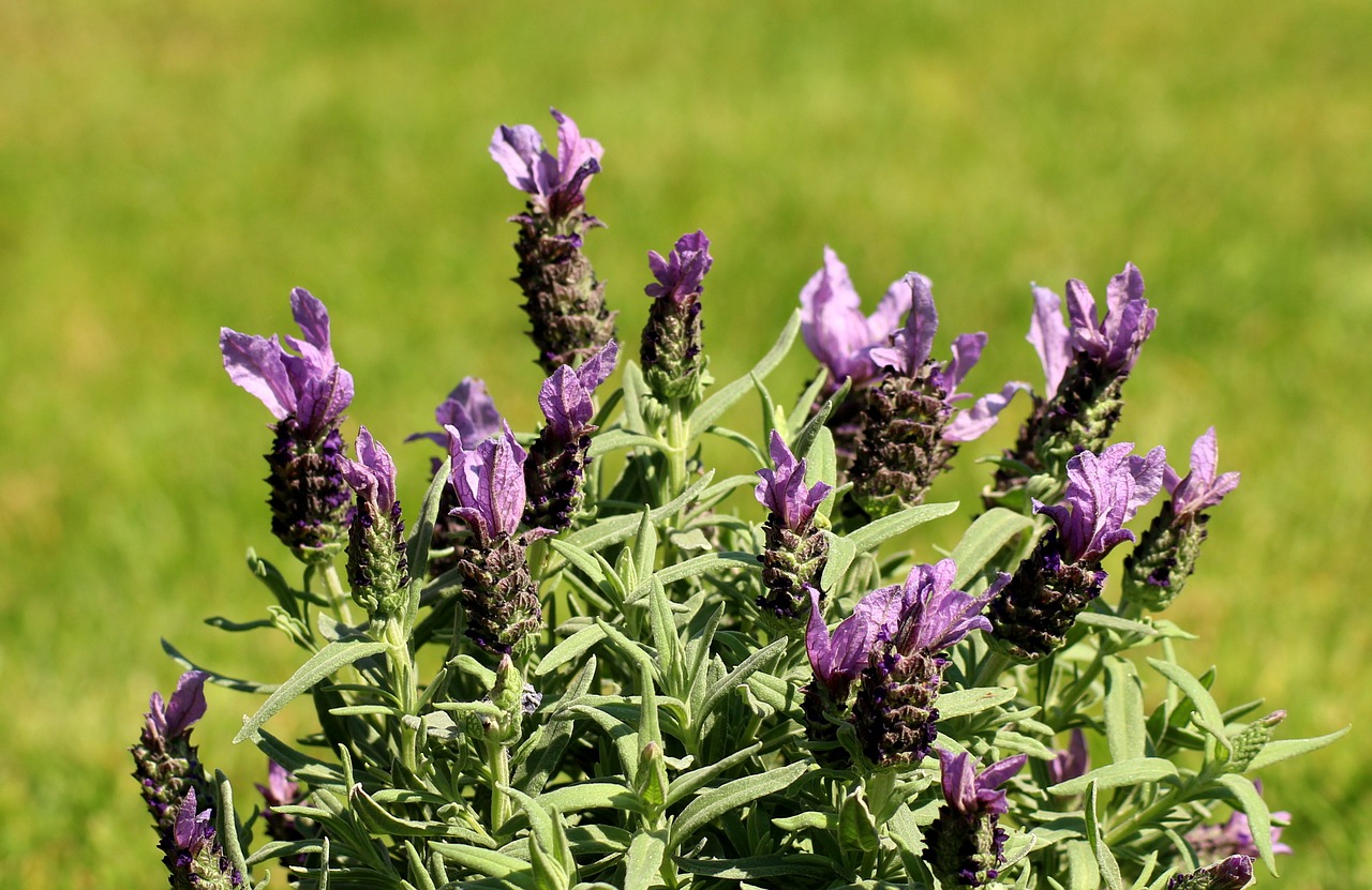 lavender  purple flowers  lavender decorative free photo