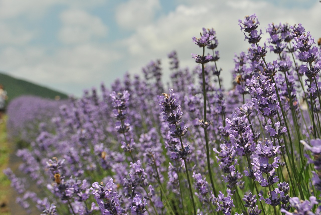 lavender  flower garden  purple free photo