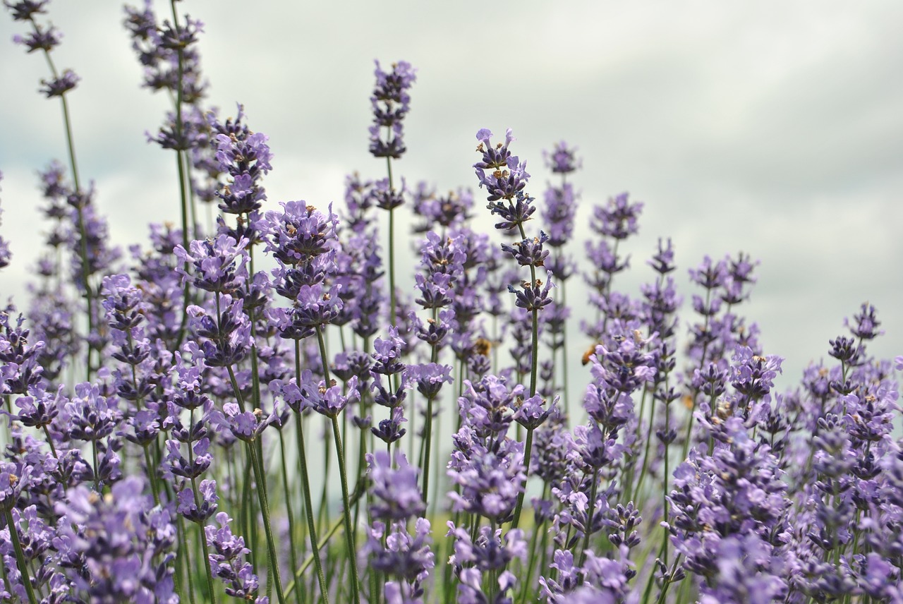 lavender  flower garden  purple free photo