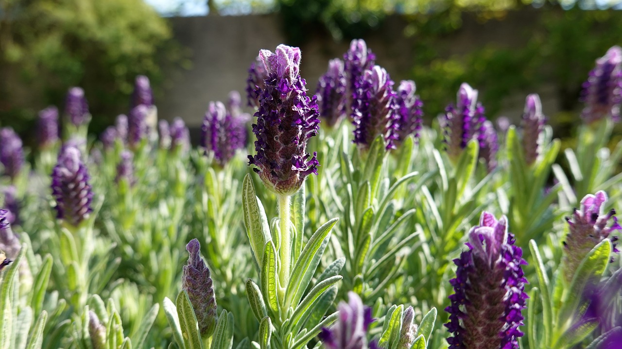 lavender  purple  bloom free photo