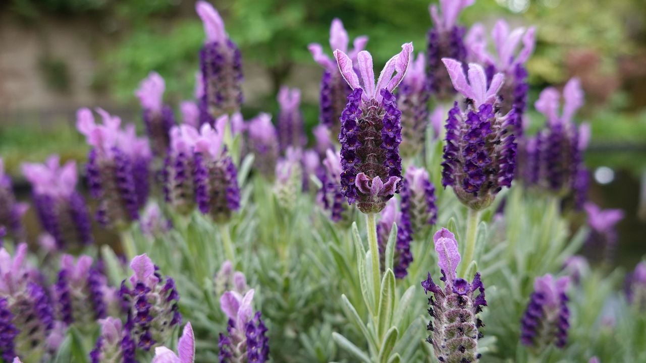 lavender  purple  bloom free photo