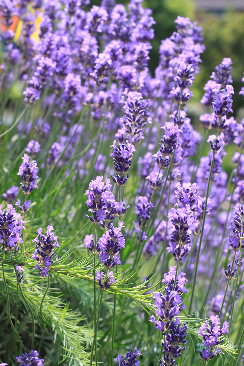 lavender purple flower free photo