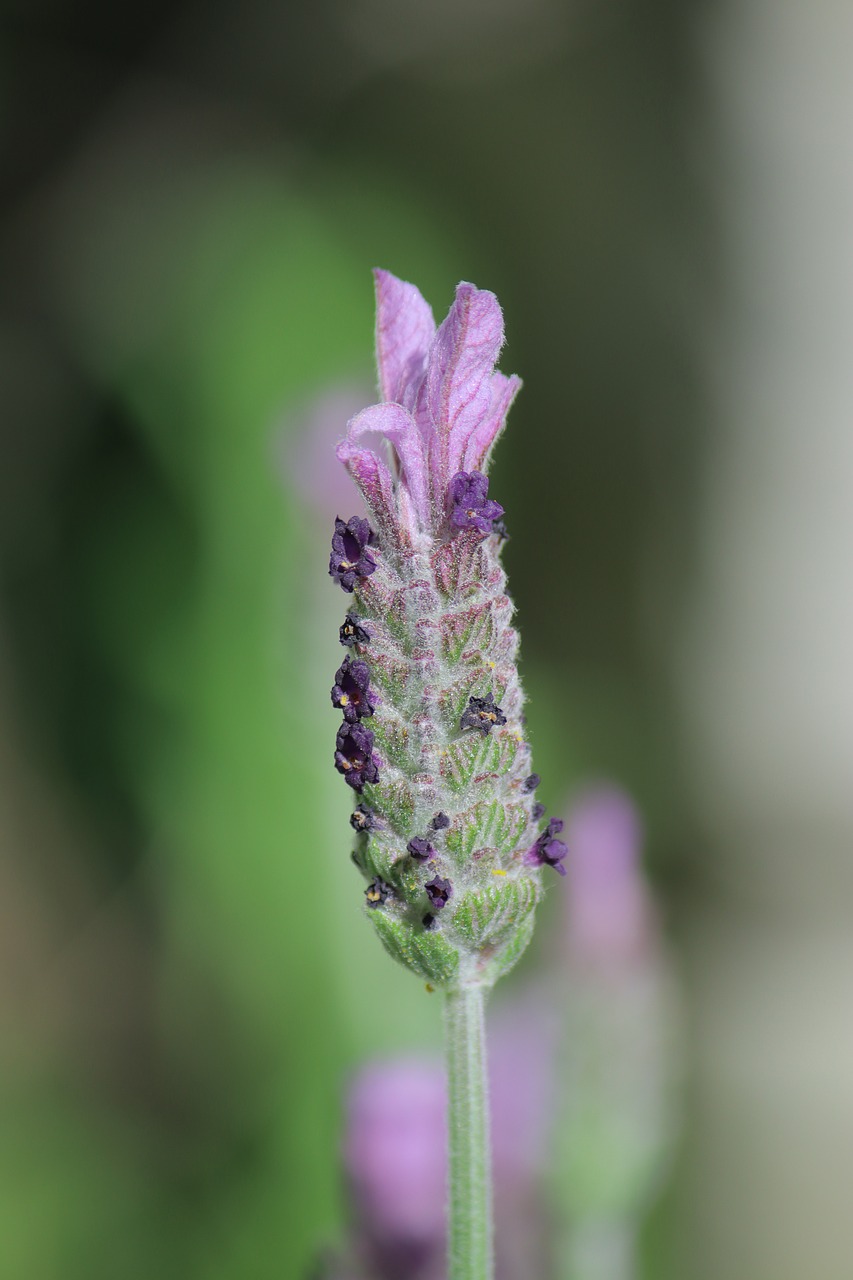 lavender  flowers  nature free photo