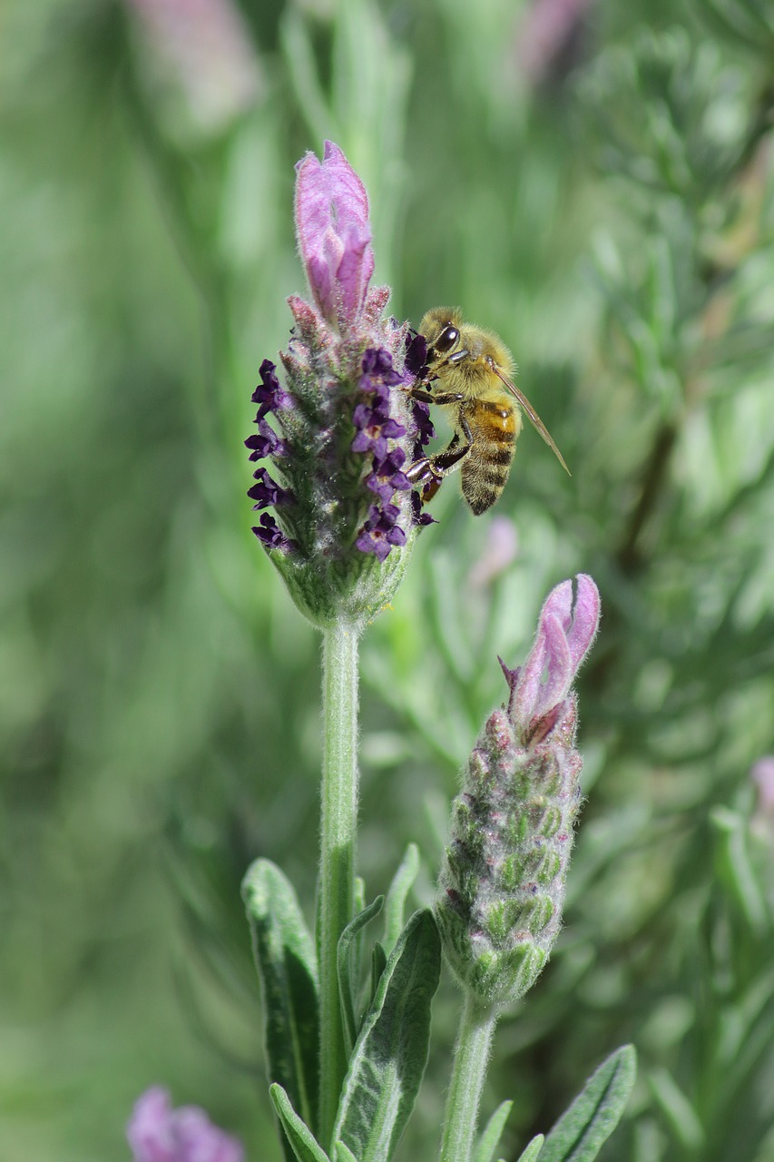 lavender  bee  insect free photo