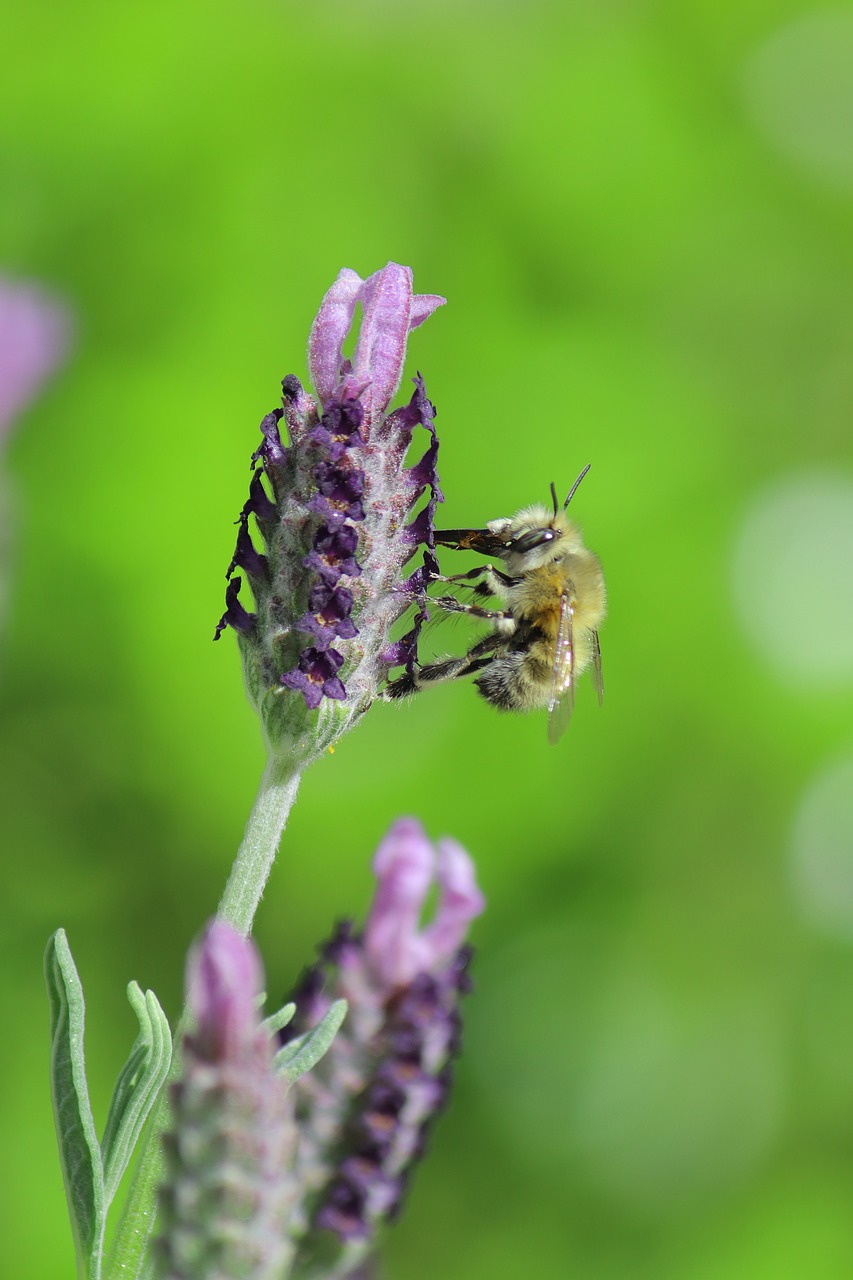 lavender  bee  insect free photo