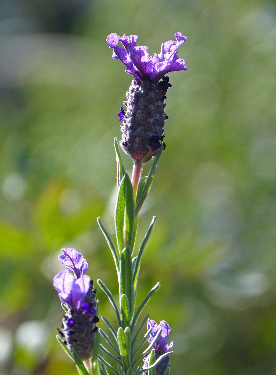 lavender  lavandula officinalis  flower free photo
