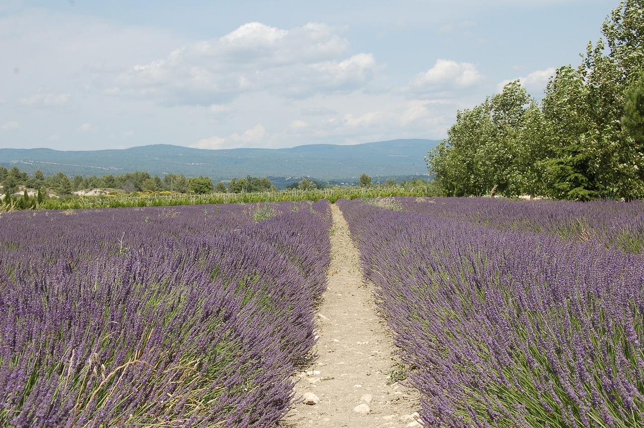 lavender france mediterranean free photo