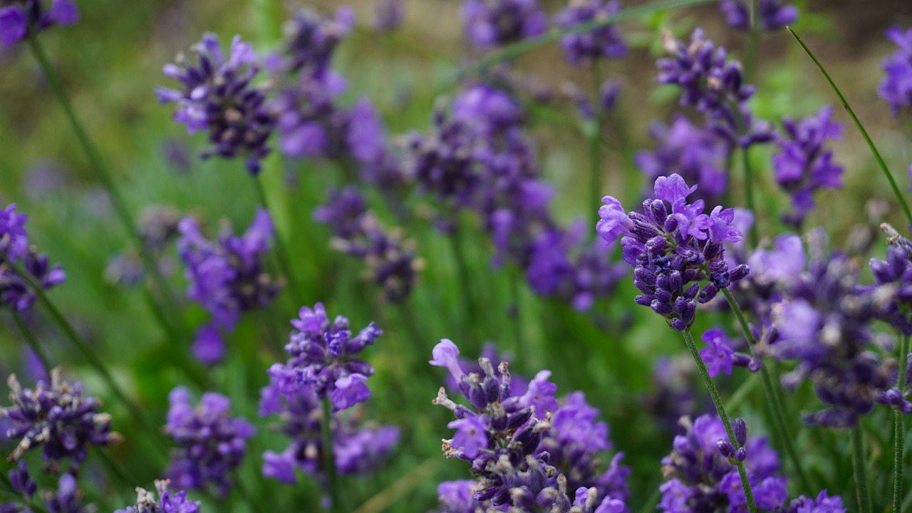 lavender  flowers  nature free photo