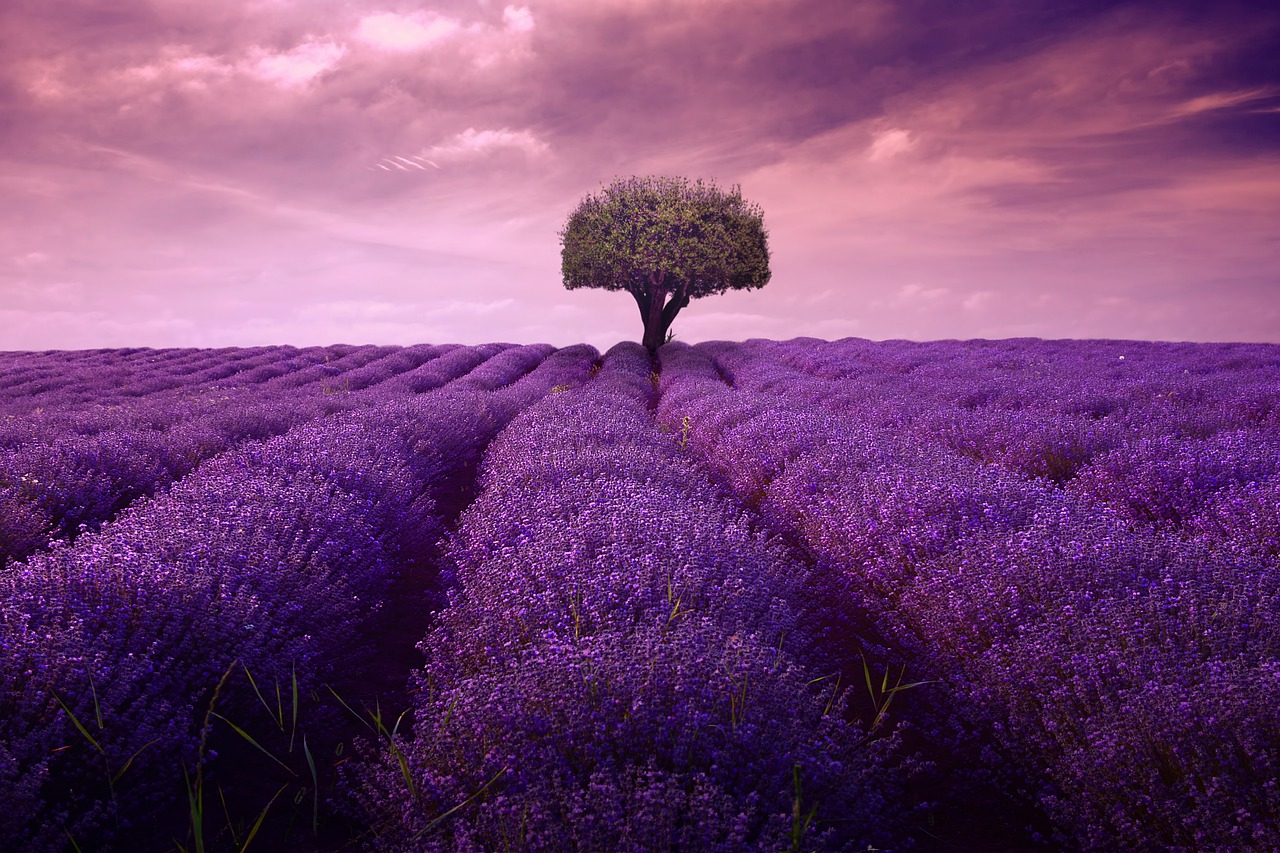 lavender  tree  fineart free photo