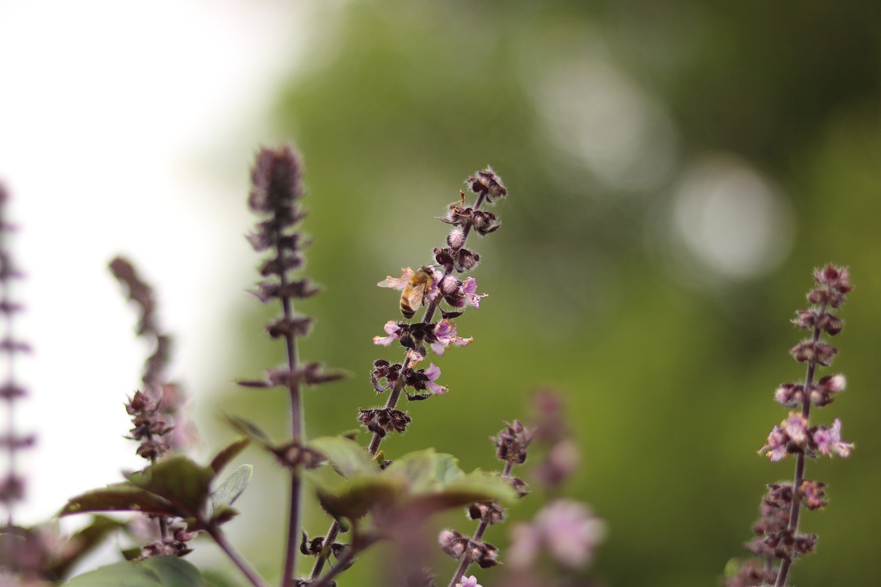lavender  bee  plant free photo