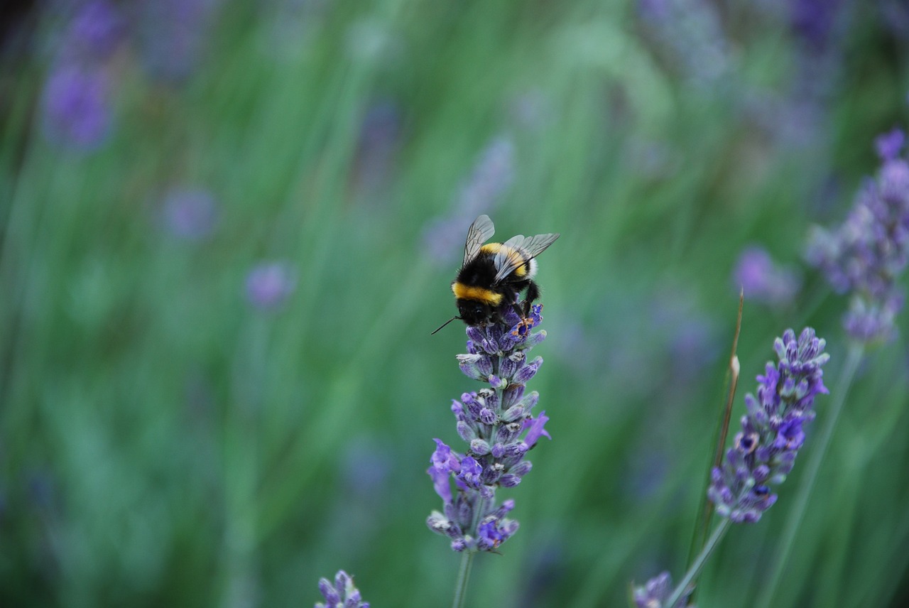 lavender scent pollination free photo