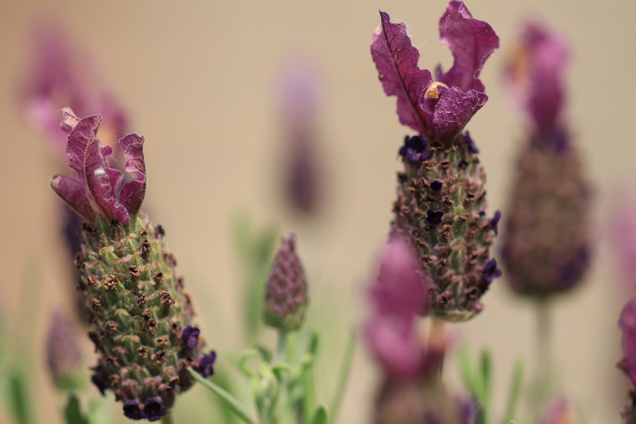 French Lavender С†РІРµС‚С‹