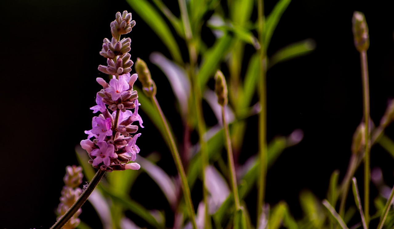 lavender  nature  violet free photo