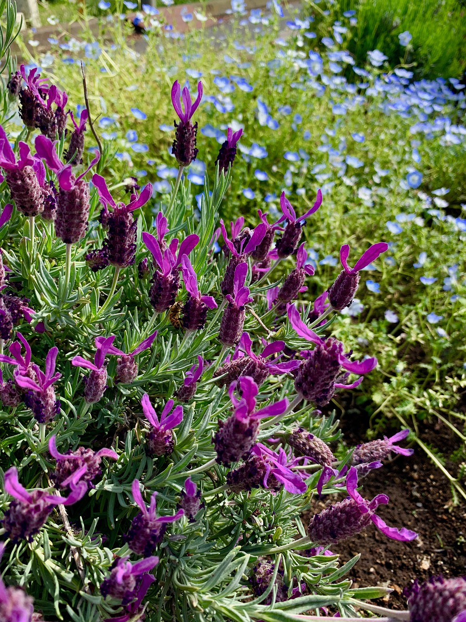 lavender  flower garden  roadside flowers free photo