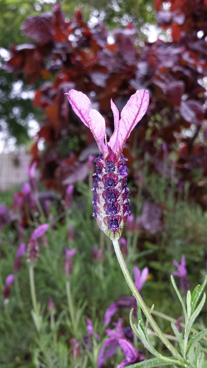 lavender wings flowers free photo