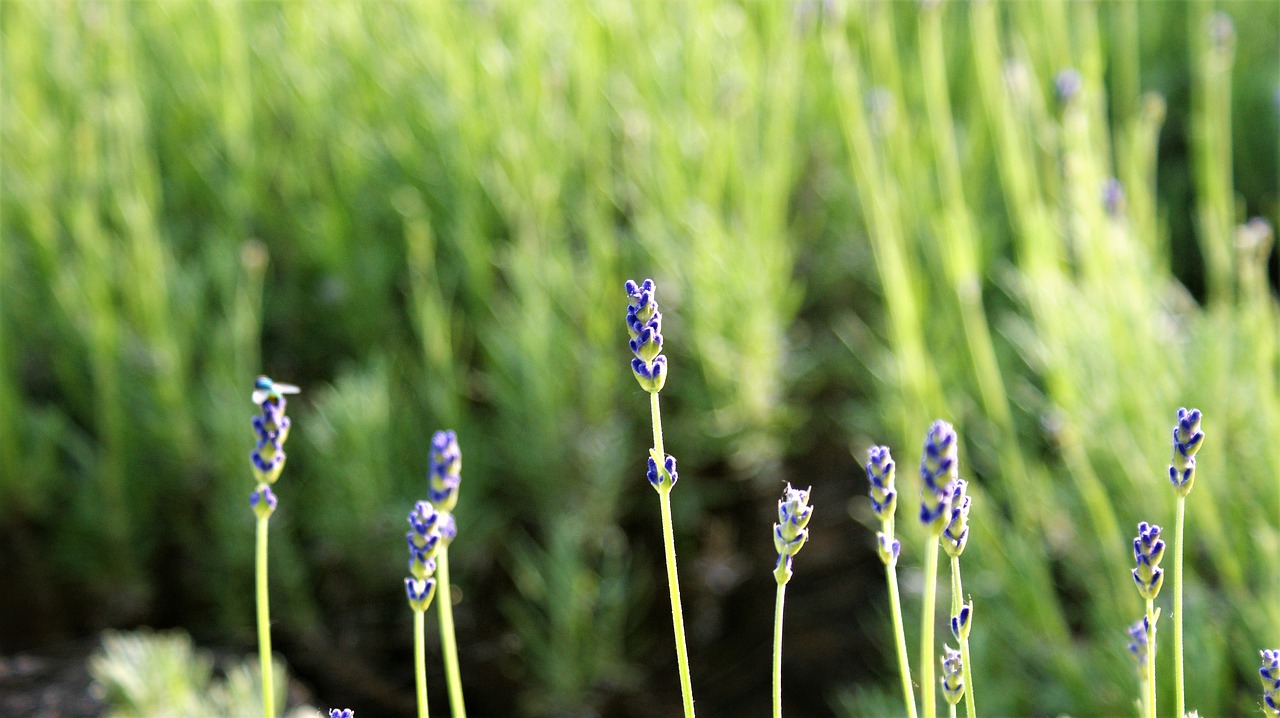 lavender  row  nature free photo