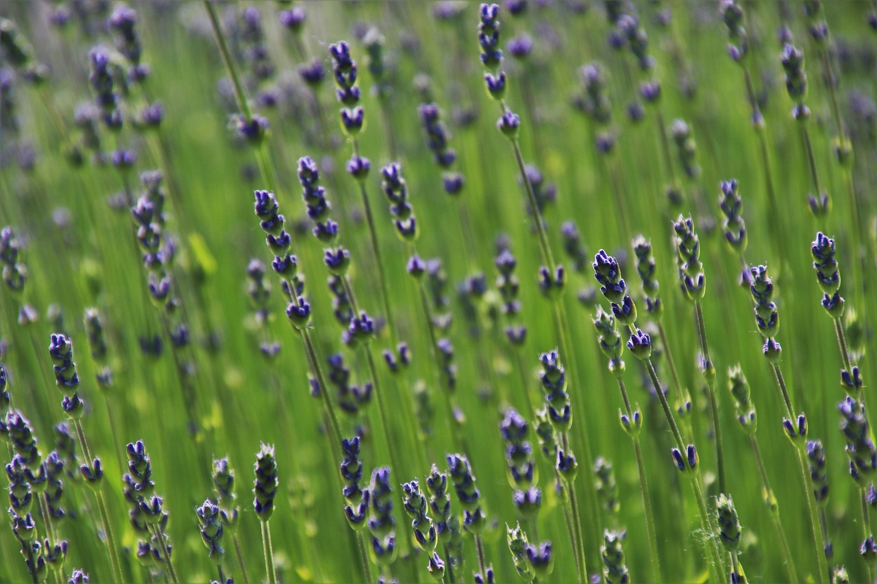 lavender  the smell of  blooming free photo