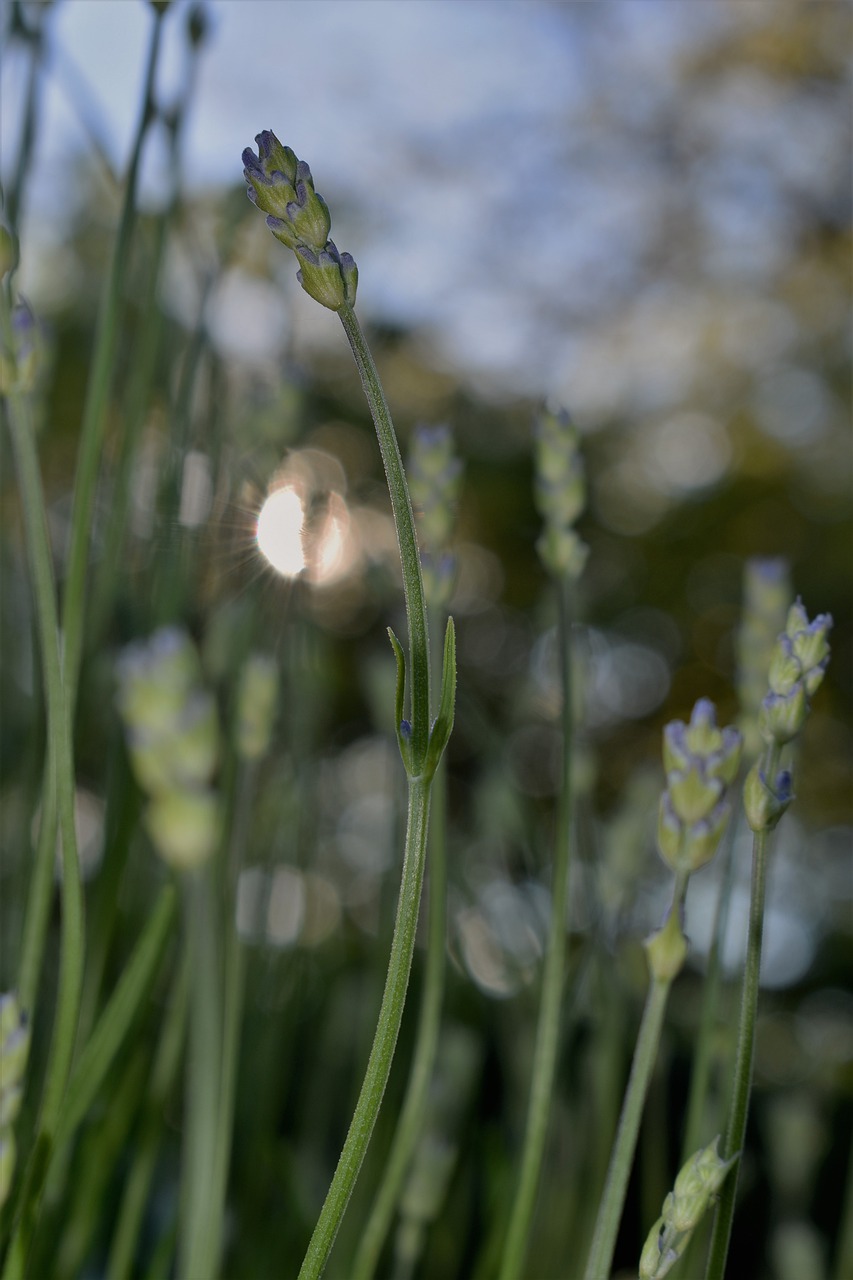 lavender  plant  garden free photo