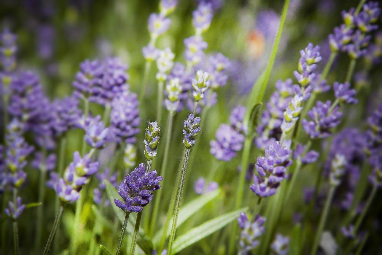 lavender  flower  blossom free photo