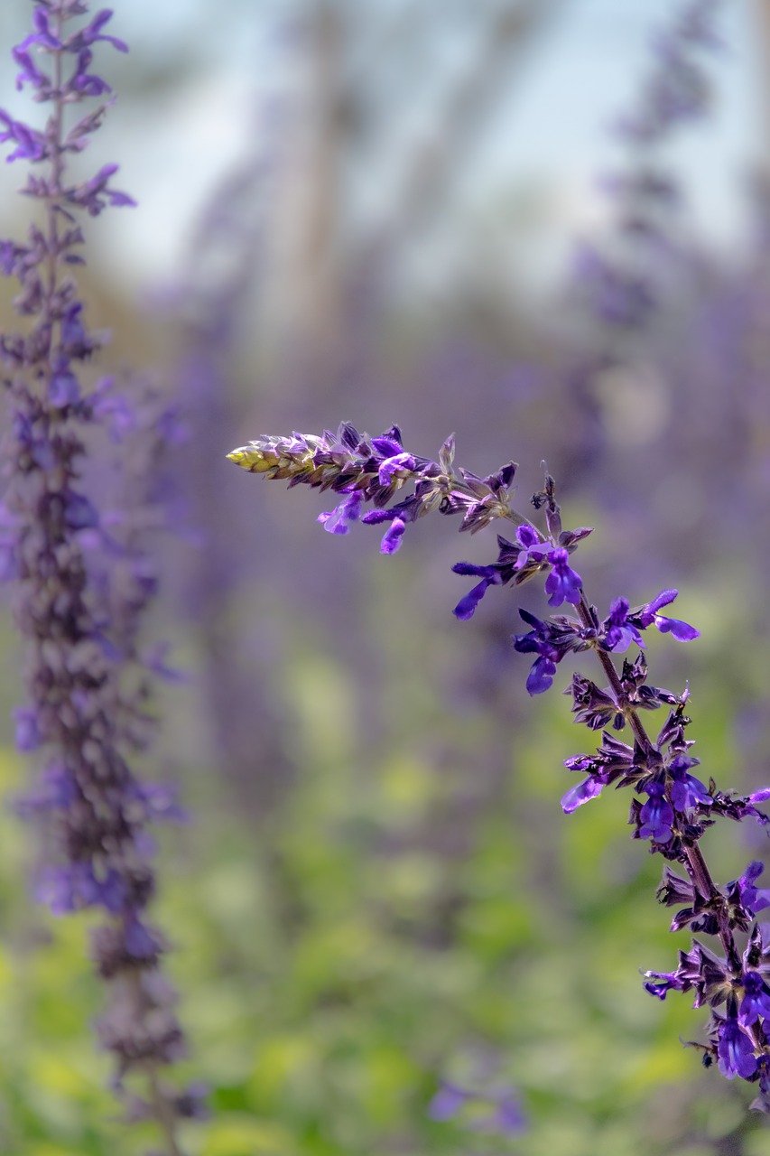 lavender  flower  aromatherapy free photo
