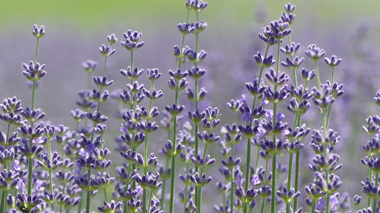 lavender  plant  flora free photo