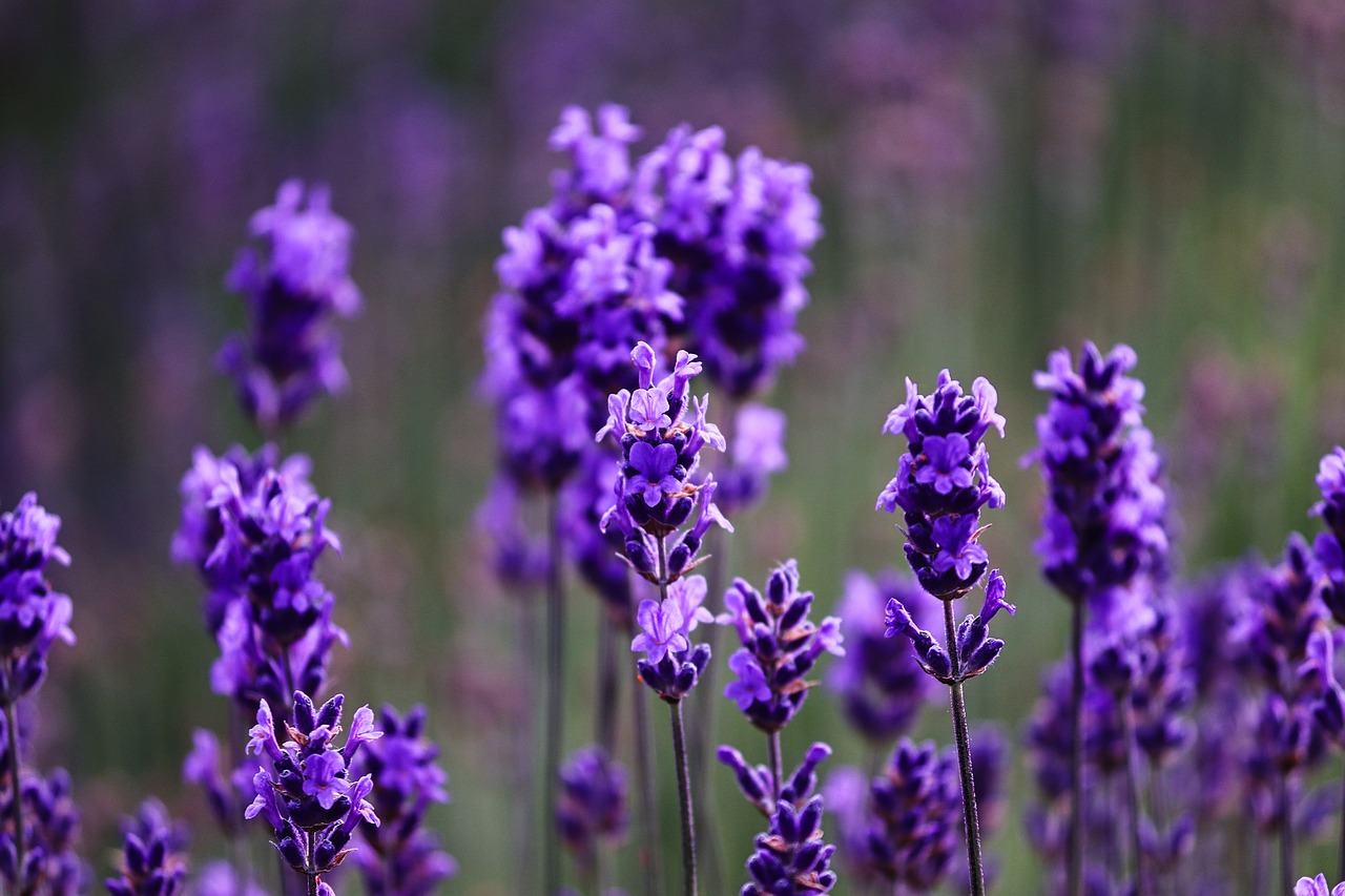 lavender  purple  violet free photo