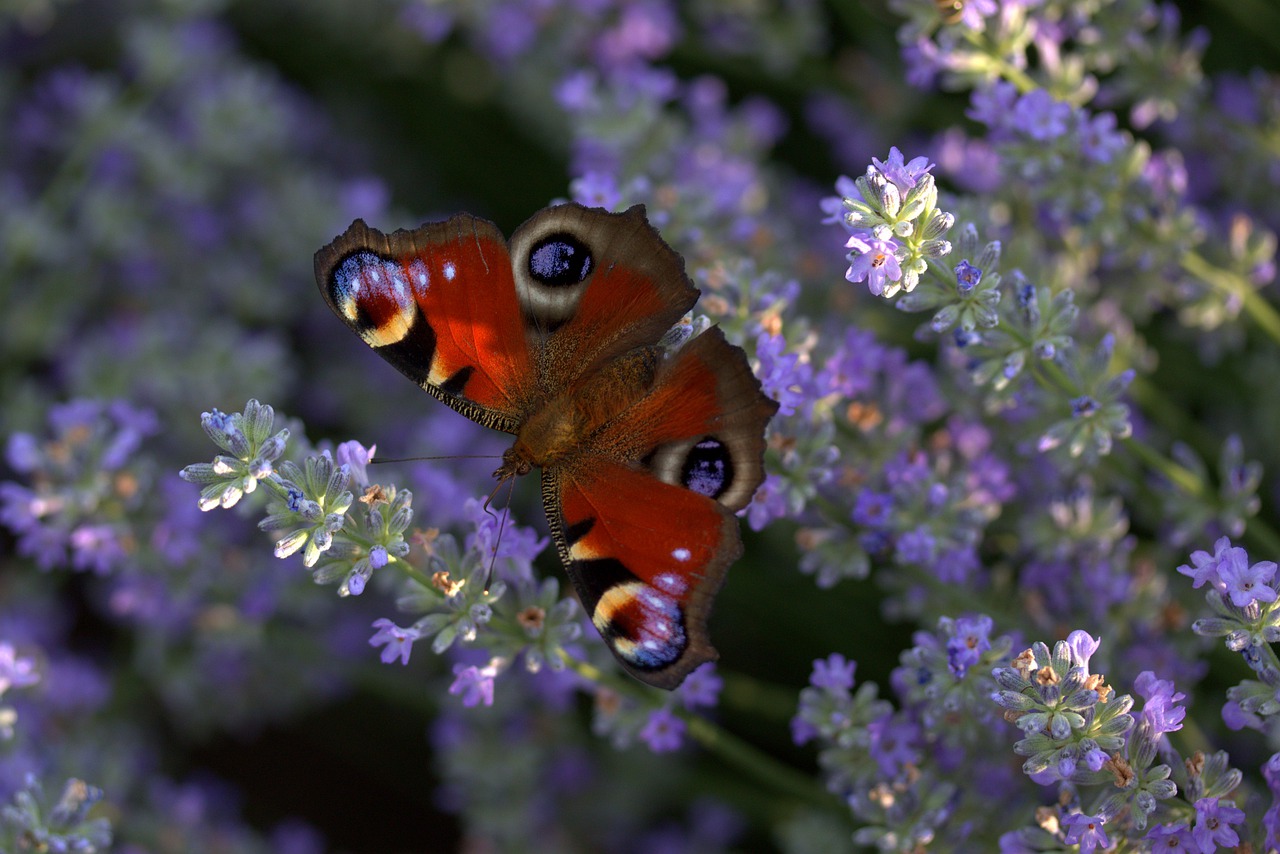 lavender  butterflies  supplies free photo