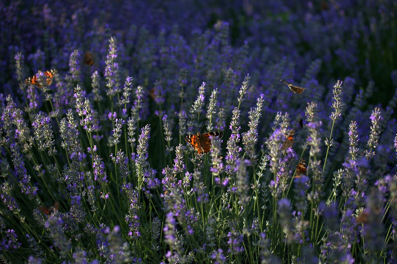 lavender  butterflies  blue free photo