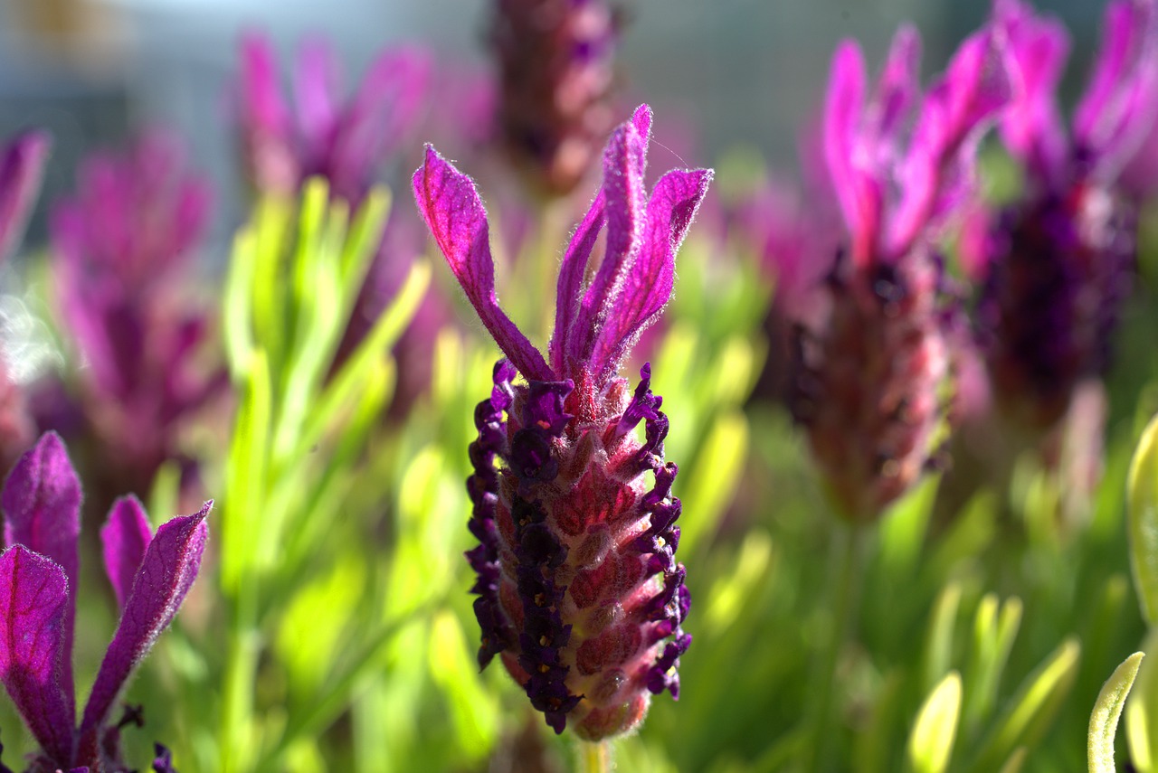 lavender  flower  blossom free photo