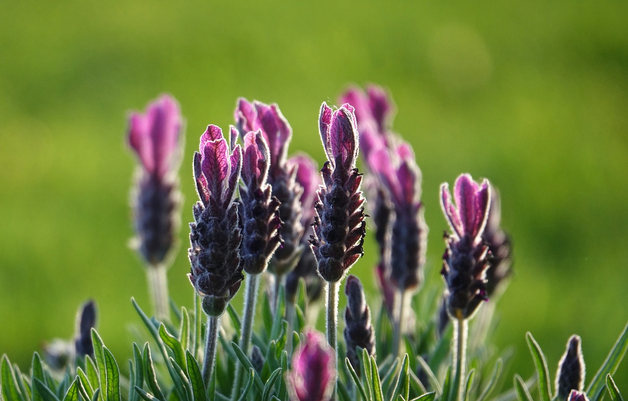 lavender  button  flower free photo