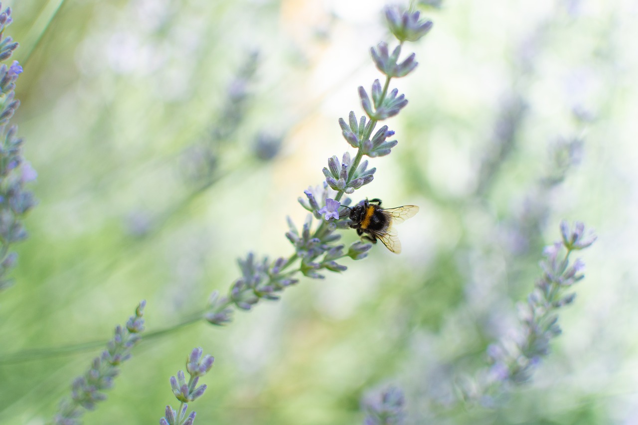 lavender  bumblebee  provence free photo