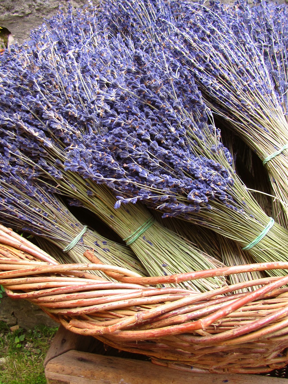 lavender  dried  plant free photo